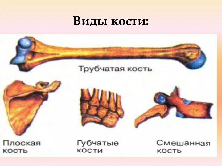 Виды кости: