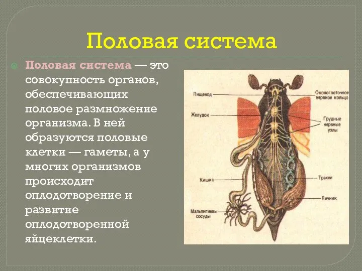 Половая система Половая система — это совокупность органов, обеспечивающих половое размножение