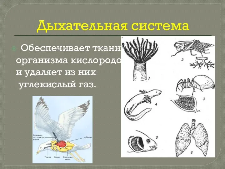 Дыхательная система Обеспечивает ткани организма кислородом и удаляет из них углекислый газ.