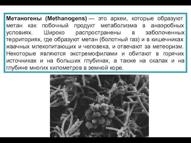 Метаногены (Methanogens) — это археи, которые образуют метан как побочный продукт