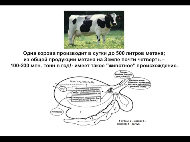 Одна корова производит в сутки до 500 литров метана; из общей