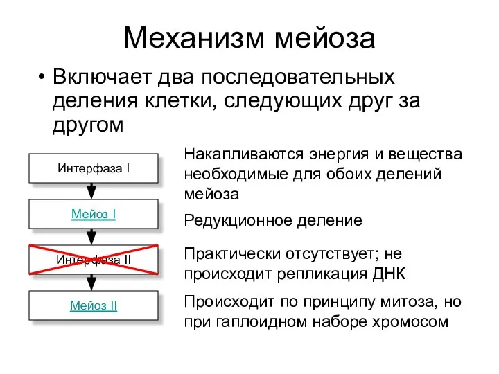 Механизм мейоза Включает два последовательных деления клетки, следующих друг за другом