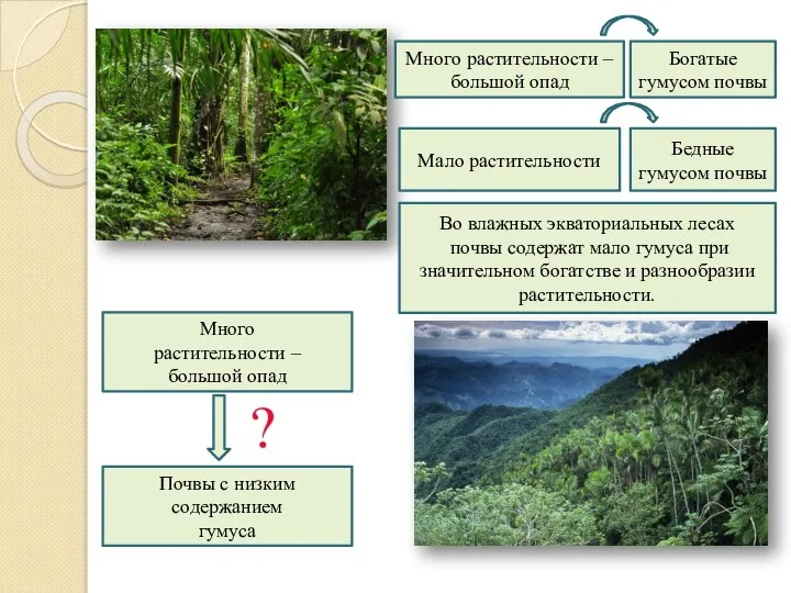 Много растительности – большой опад Бедные гумусом почвы Мало растительности Богатые