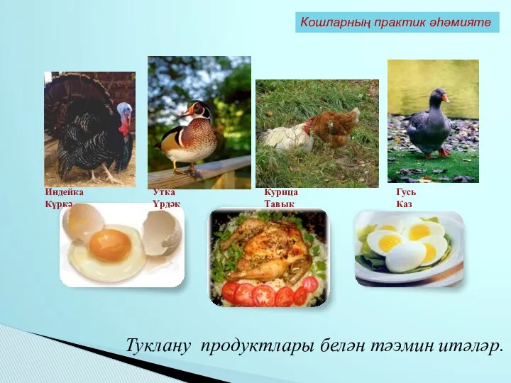 Туклану продуктлары белән тәэмин итәләр. Кошларның практик әһәмияте Индейка Күркә Утка Үрдәк Курица Тавык Гусь Каз