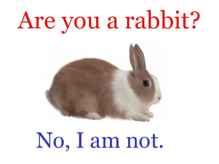 Are you a rabbit? No, I am not.