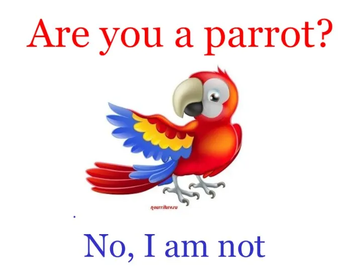 Are you a parrot? . No, I am not