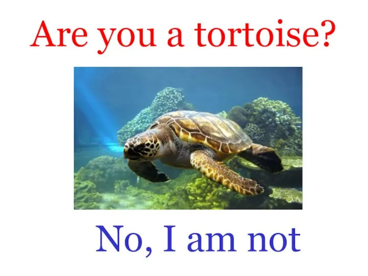 Are you a tortoise? No, I am not