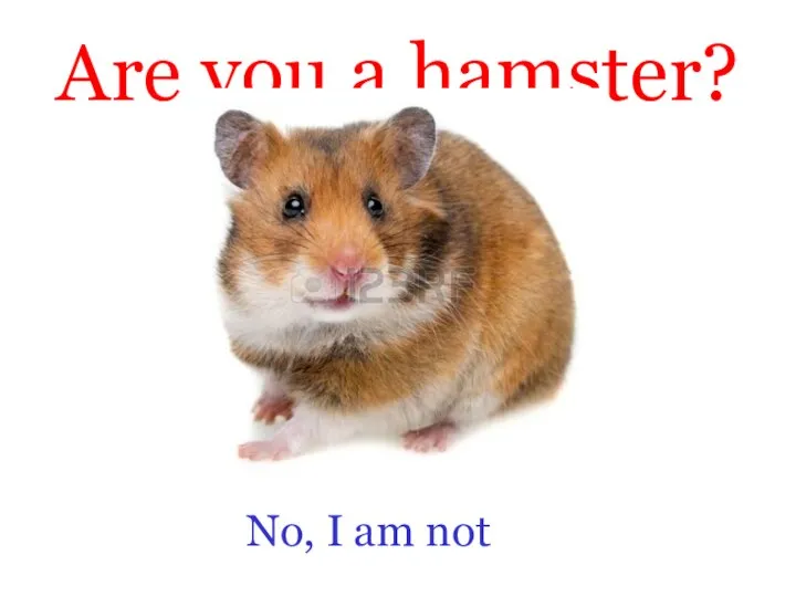 Are you a hamster? No, I am not