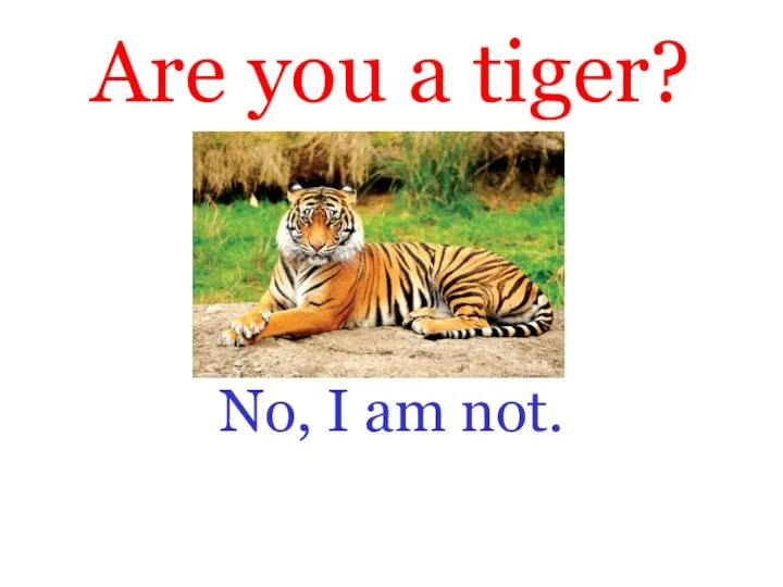 Are you a tiger? No, I am not.