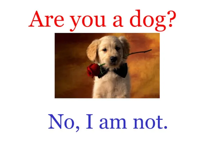 Are you a dog? No, I am not.