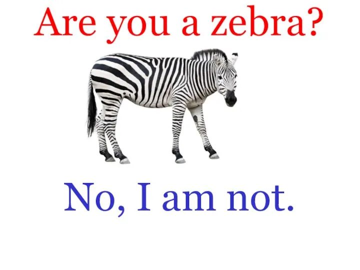 Are you a zebra? No, I am not.