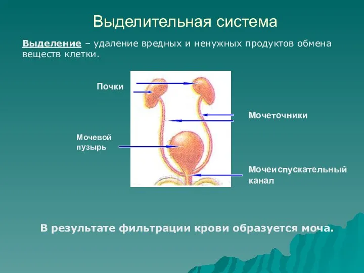 Выделительная система В результате фильтрации крови образуется моча. Почки Мочевой пузырь