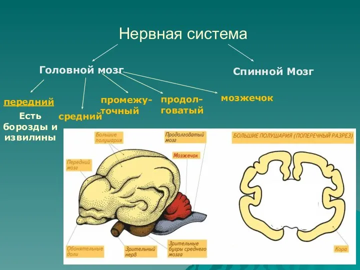 Нервная система Головной мозг Спинной Мозг передний средний промежу-точный продол-говатый мозжечок Есть борозды и извилины