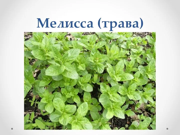 Мелисса (трава)