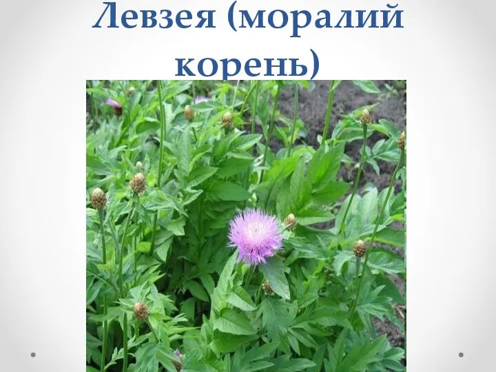 Левзея (моралий корень)