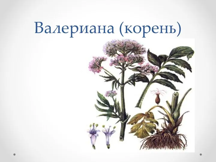 Валериана (корень)