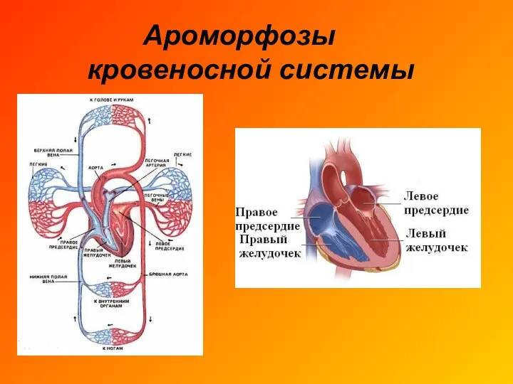 Ароморфозы кровеносной системы