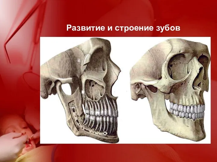 Развитие и строение зубов