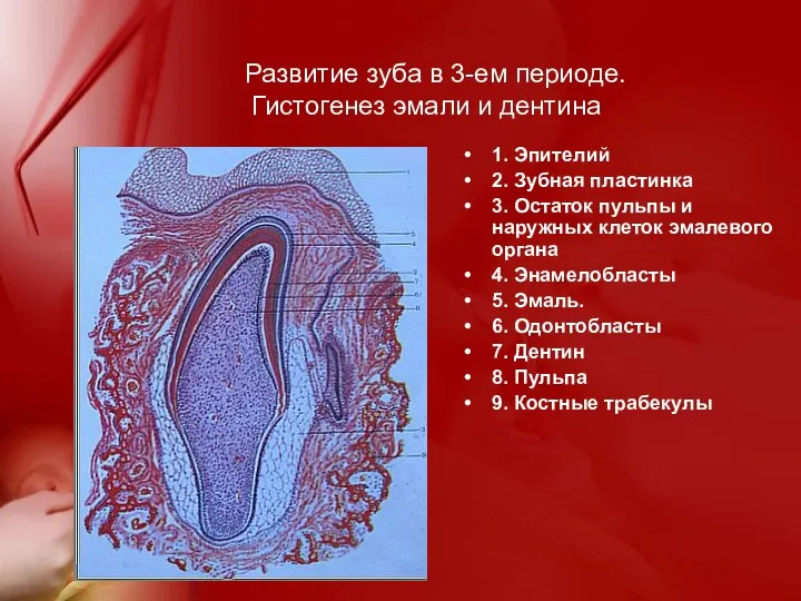 Развитие зуба в 3-ем периоде. Гистогенез эмали и дентина 1. Эпителий