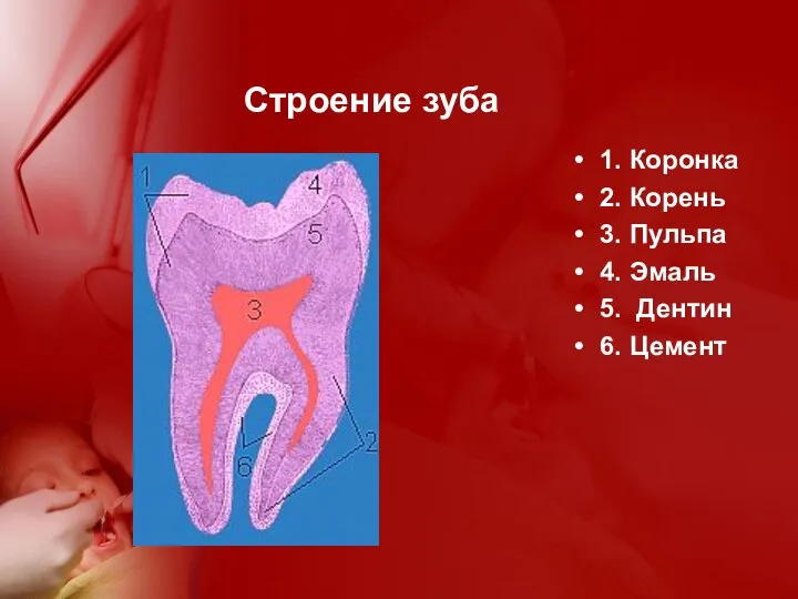 Строение зуба 1. Коронка 2. Корень 3. Пульпа 4. Эмаль 5. Дентин 6. Цемент