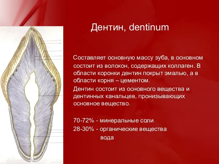 Дентин, dentinum Составляет основную массу зуба, в основном состоит из волокон,