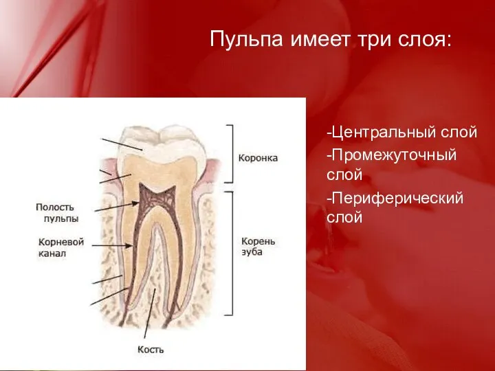 Пульпа имеет три слоя: -Центральный слой -Промежуточный слой -Периферический слой