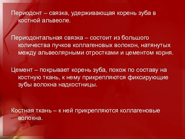 Периодонт – связка, удерживающая корень зуба в костной альвеоле. Периодонтальная связка