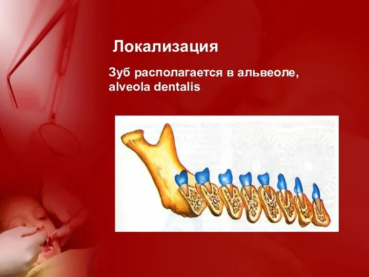 Локализация Зуб располагается в альвеоле, alveola dentalis