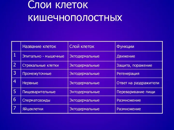 Слои клеток кишечнополостных