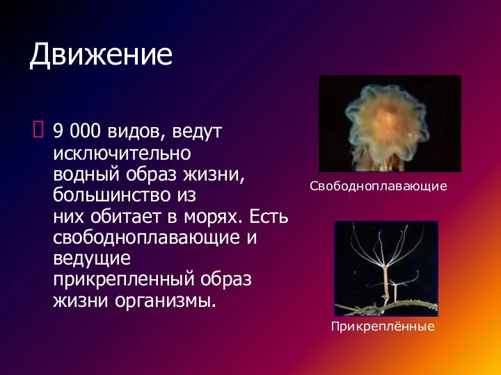 Движение 9 000 видов, ведут исключительно водный образ жизни, большинство из