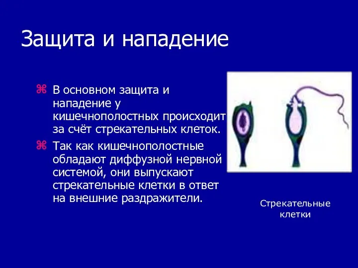 Защита и нападение В основном защита и нападение у кишечнополостных происходит