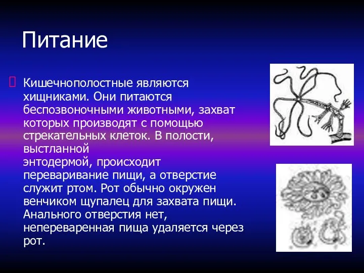 Питание Кишечнополостные являются хищниками. Они питаются беспозвоночными животными, захват которых производят