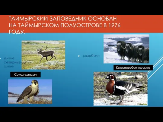ТАЙМЫРСКИЙ ЗАПОВЕДНИК ОСНОВАН НА ТАЙМЫРСКОМ ПОЛУОСТРОВЕ В 1976 ГОДУ. Дикие северные олени овцебыки Сокол-сапсан Краснозобая казарка