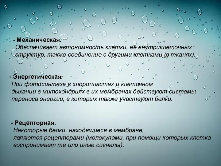 Механическая. Обеспечивает автономность клетки, её внутриклеточных структур, также соединение с другими