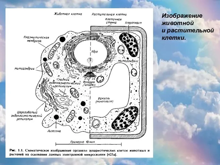 Изображение животной и растительной клетки. Изображение животной и растительной клетки.