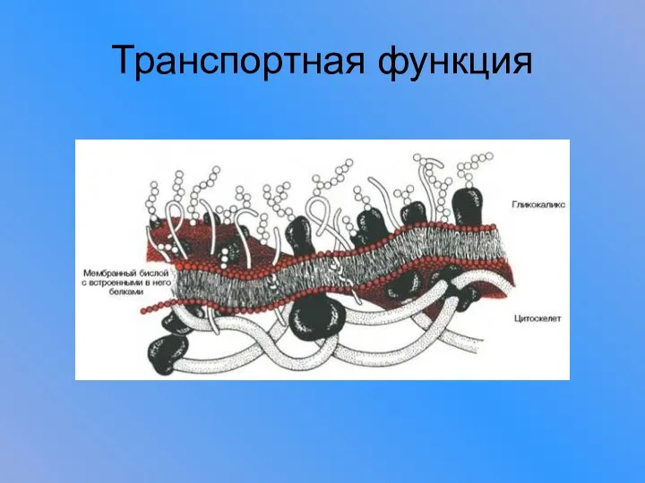 Транспортная функция