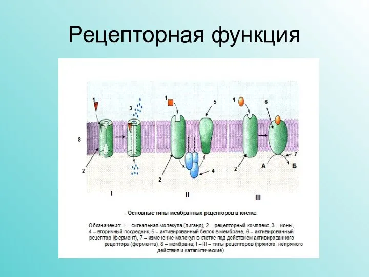 Рецепторная функция