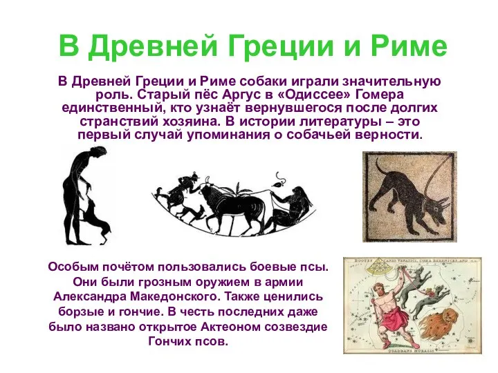 В Древней Греции и Риме В Древней Греции и Риме собаки