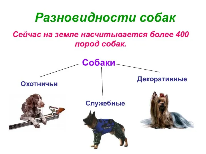 Разновидности собак Сейчас на земле насчитывается более 400 пород собак. Охотничьи Служебные Декоративные Собаки