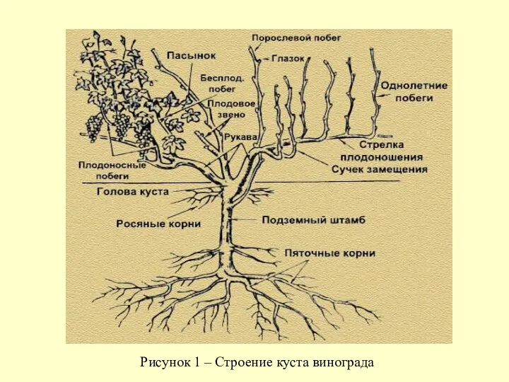 Рисунок 1 ‒ Строение куста винограда