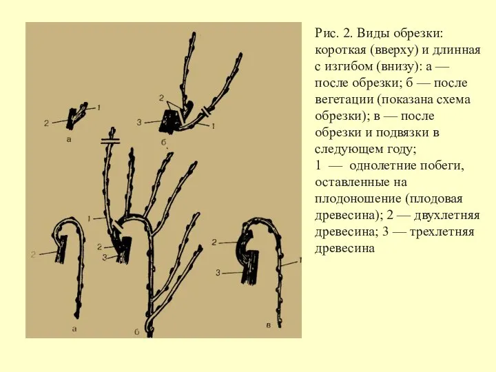 Рис. 2. Виды обрезки: короткая (вверху) и длинная с изгибом (внизу):