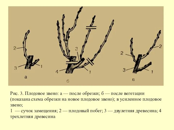 Рис. 3. Плодовое звено: а — после обрезки; б — после