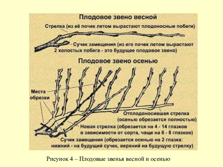 Рисунок 4 ‒ Плодовые звенья весной и осенью