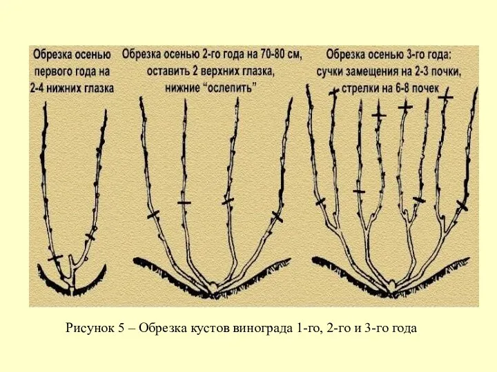 Рисунок 5 ‒ Обрезка кустов винограда 1-го, 2-го и 3-го года