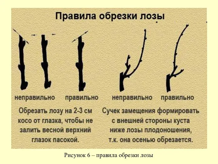 Рисунок 6 ‒ правила обрезки лозы