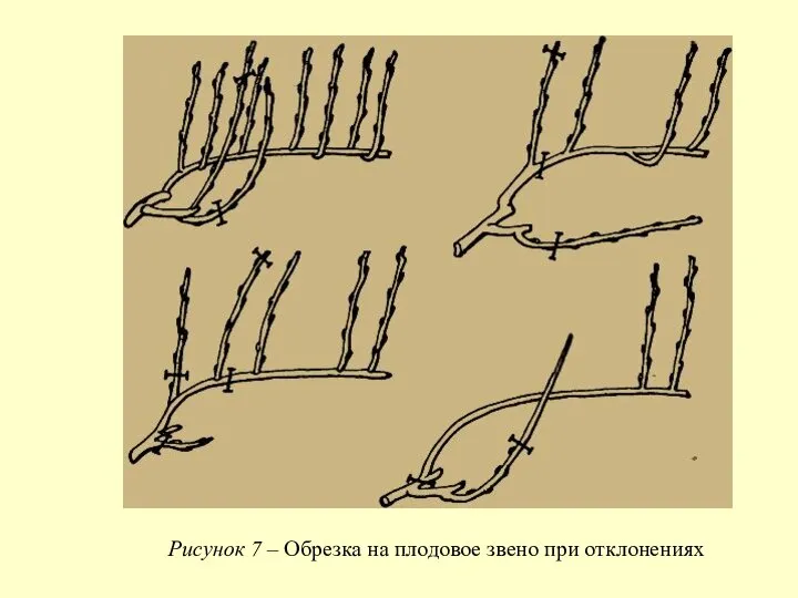 Рисунок 7 – Обрезка на плодовое звено при отклонениях