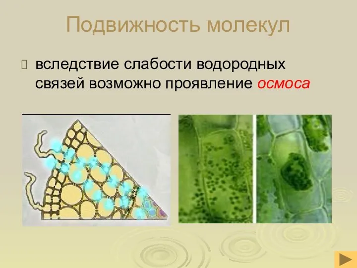 Подвижность молекул вследствие слабости водородных связей возможно проявление осмоса