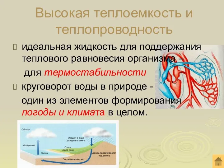 идеальная жидкость для поддержания теплового равновесия организма – для термостабильности круговорот