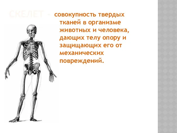 СКЕЛЕТ - совокупность твердых тканей в организме животных и человека, дающих