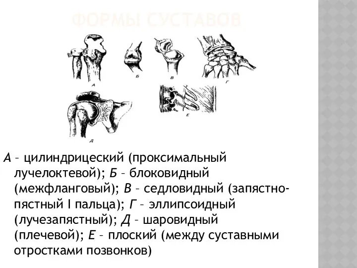 ФОРМЫ СУСТАВОВ А – цилиндрицеский (проксимальный лучелоктевой); Б – блоковидный (межфланговый);